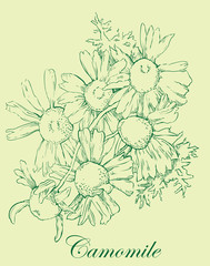 Camomile vector sketch.