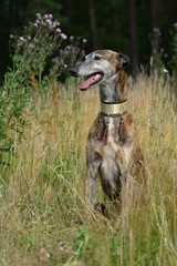 Galgo Espanol