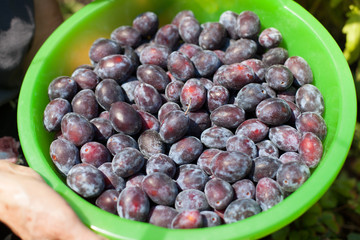 plums in plastic bowl