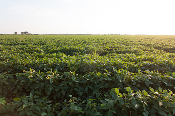 soy fields
