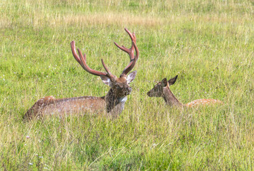 Male and female sika deer