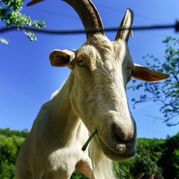 Emotional portrait of horned goat