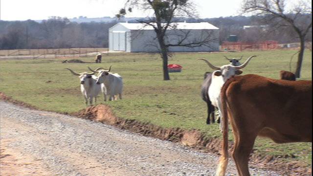 CU pan herd of Longhorns at Moriah FarMS