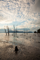Dead trees and muddy beach at sunset