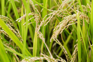 Rice field