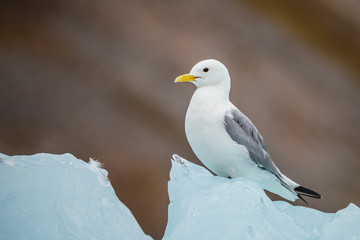 Glaucous Gull