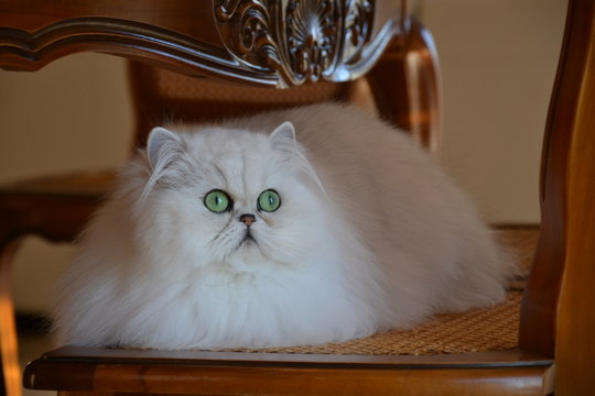 Persan Images Browse 3 075 Stock Photos Vectors And Video Adobe Stock Persan Images Browse 3 075 Stock Photos Vectors And Video Adobe Stock