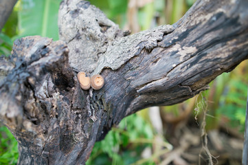 The remains of dead trees