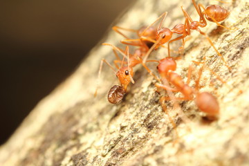 Ant working