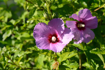 Blumen 429 © K.-U. Häßler