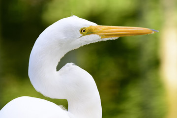 White heron in lake with blurred background.