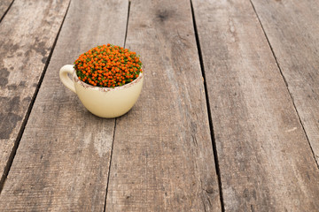 Succulents, house plants