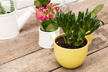 Succulents, house plants