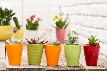 Succulents, house plants