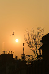 orange sunrise with a flying bird silhouette