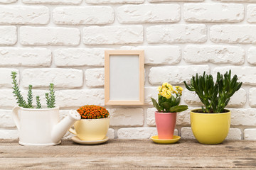 Succulents, house plants