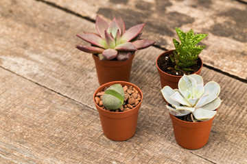 Succulents, house plants