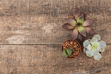 Succulents, house plants