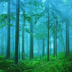 Dreamy green and blue colored foggy fairytale autumn season forest landscape background.