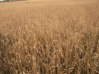 Пшеничное поле