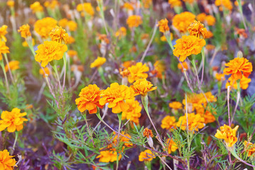 Orange marigold flowers