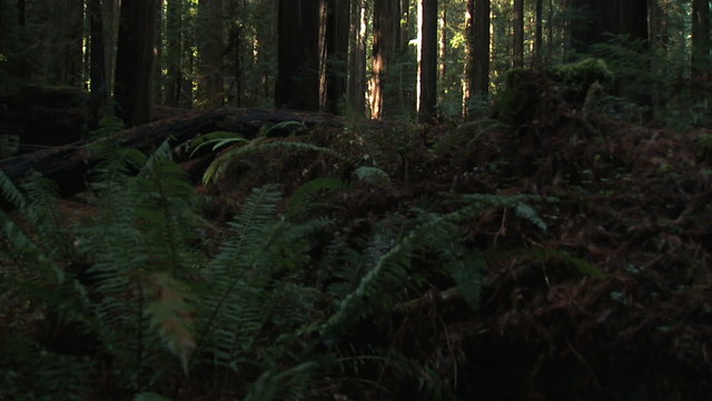 jib up thru Redwood forest