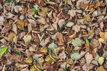 Fallen leaves