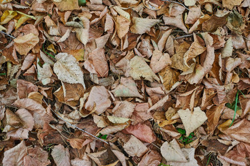 Fallen leaves