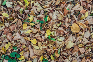 Fallen leaves