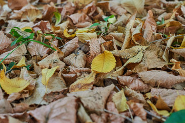 Fallen leaves