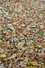 Fallen leaves