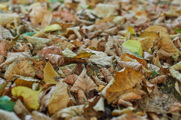 Fallen leaves