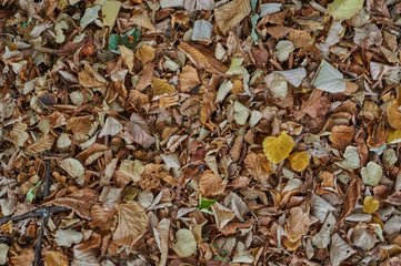 Fallen leaves