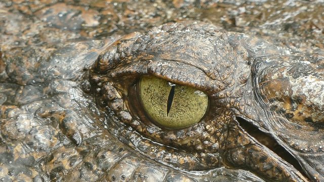 Powerful Eyes of crocodile 
