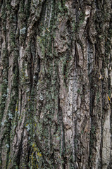 Obraz premium Tree bark