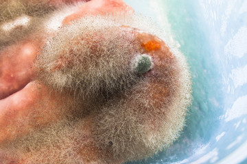 mold on meat sausages