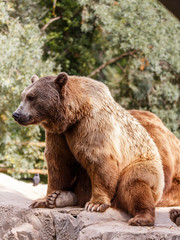 Fototapeta premium Oso pardo