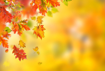 Colorful autumnal background with leaves