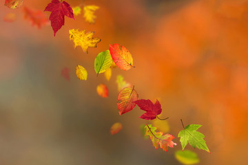 Colorful autumnal background with leaves