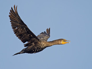 Double-crested Cormorant in flight