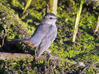 Gray Catbird in the Marsh