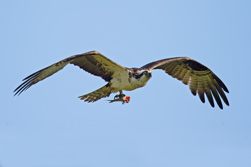 Osprey carrying headless fish