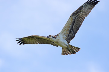 Osprey in Flight