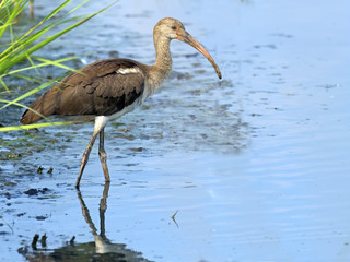 Juvenile White Ibis in the Marsh