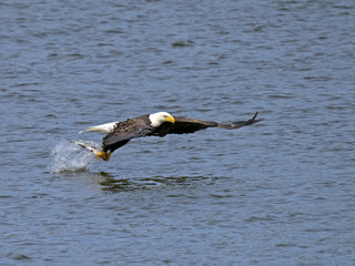American Bald Eagle Fish Grab