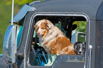 A Dog waits in the Cab of a Tractor Trailer for his master