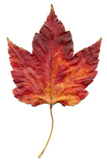 Dryed Autumn Leaf