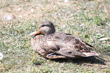 A mallard hen in the grass near the shores of a large lake.