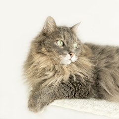 Domestic Siberian cat lying on a cat tree