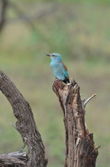Fototapeta premium Martin-chasseur, Afrique
